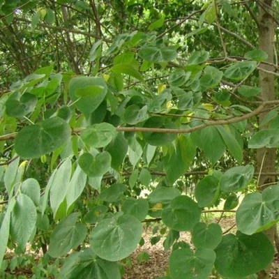 Acer platanoides 'Tharandt' – Korai juhar