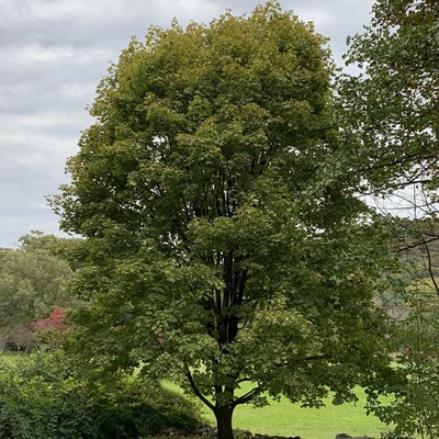 Acer platanoides 'Walderseei' – Tarka levelű korai juhar