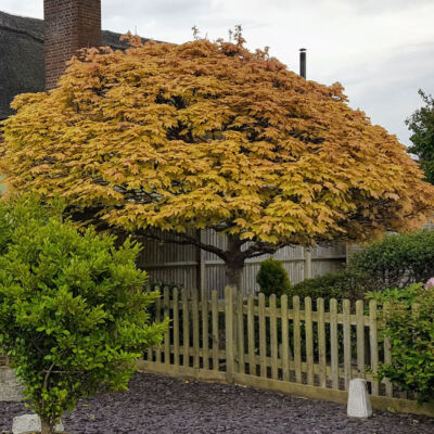 Acer pseudoplatanus 'Brillantissimum' – Narancs-rózsaszín levelű hegyi juhar