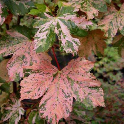 Acer pseudoplatanus 'Esk Sunset' – Hegyi juhar