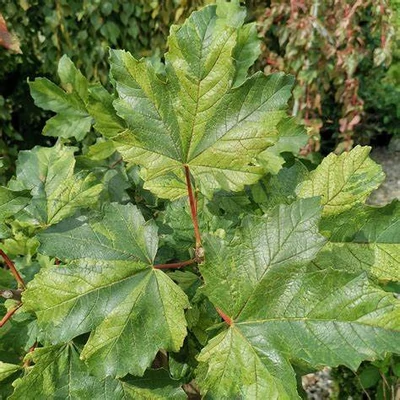 Acer pseudoplatanus 'Hermitage' – Hegyi juhar