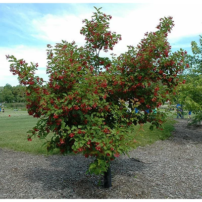 Acer tataricum 'Hot Wings' – Tatár juhar