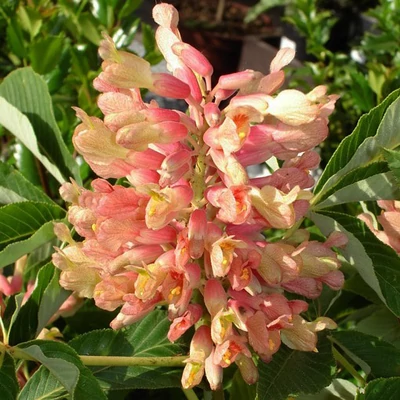 Aesculus pavia 'Koehnei' – Barackszín virágú vadgesztenye