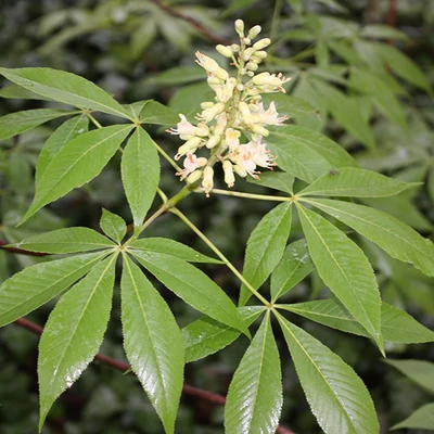 Aesculus glabra 'Sofia' – Vadgesztenye