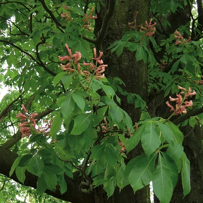 Aesculus x bushii