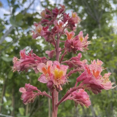 Aesculus × carnea 'Marginata' – Hússzínű vadgesztenye