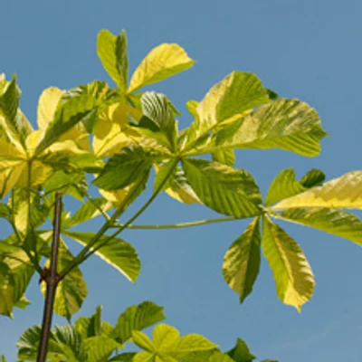 Aesculus hippocastanum 'Franek' – Vadgesztenye