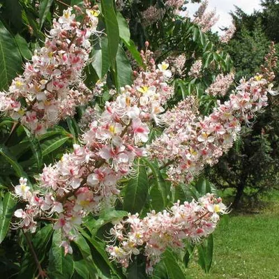 Aesculus indica – Indiai vadgesztenye