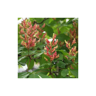Aesculus x hybrida – Hibrid vadgesztenye