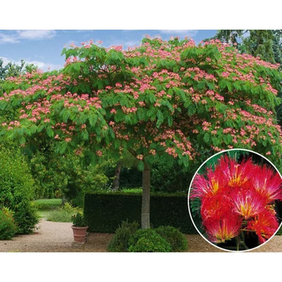 Albizia julibrissin 'Rouge' – Pirosas virágú selyemakác