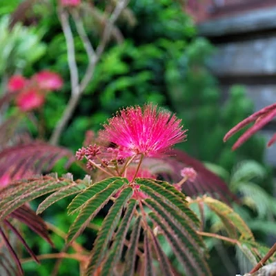 Albizia julibrissin 'Shidare' – Selyemakác