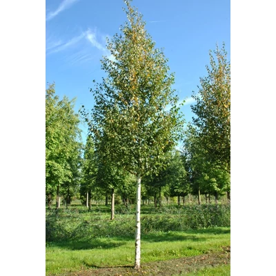 Betula albosinensis 'Fascination' – Nyírfa