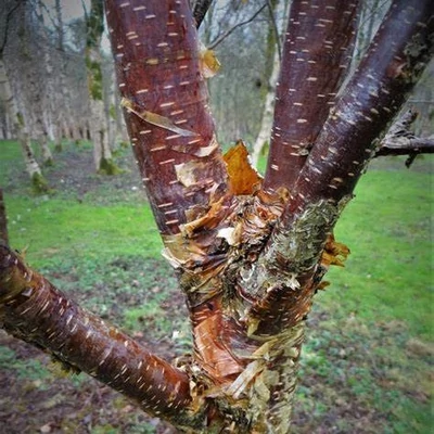 Betula albosinensis 'Kenneth Ashburner' – Nyírfa