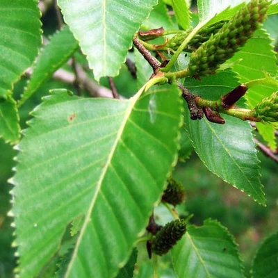 Betula costata 'Select' – Mandzsu nyír