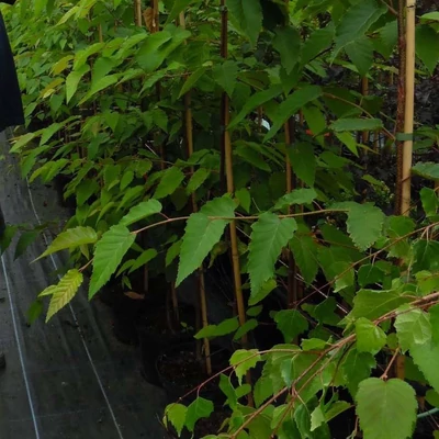 Betula 'Hoseri' – Nyír