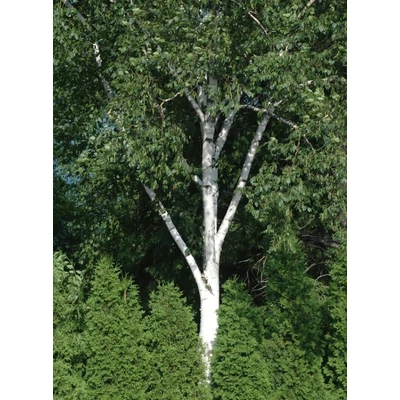 Betula maximowicziana