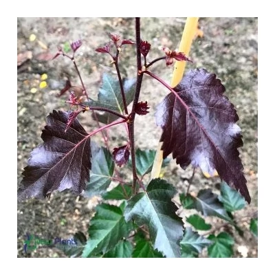 Betula pendula 'Fuzzy Feathers' – Nyírfa