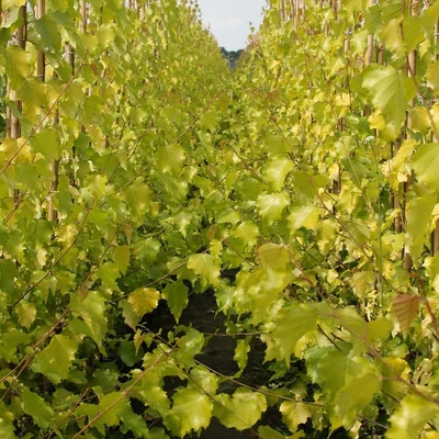 Betula pendula 'Golden Obelisk' – Közönséges nyír