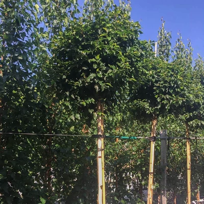 Betula pendula 'Magical Globe' – Nyír