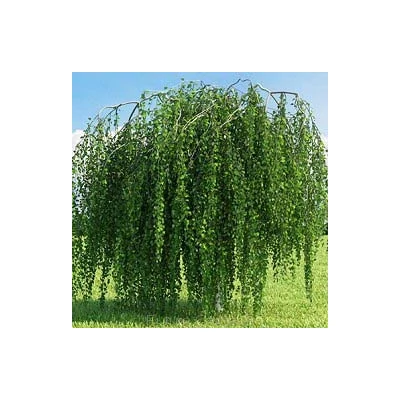 Betula pendula 'Zöld Szakáll' – Közönséges nyír