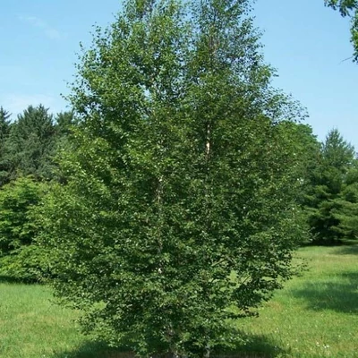 Betula pubescens 'Cucullata' – Molyhos nyír
