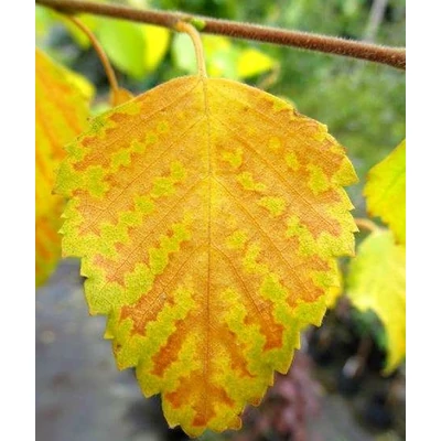 Betula pubescens 'Yellow Wings' – Molyhos nyír
