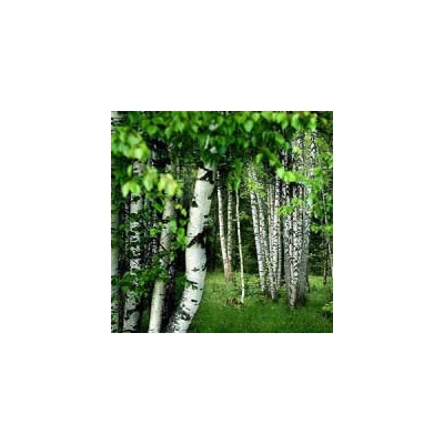 Betula 'Sentinelle D'Argent' – Ezüstös nyír