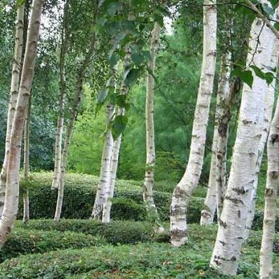 Betula utilis – Himalájai nyír