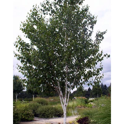 Betula utilis 'Jacquemontii' – Himalájai nyír