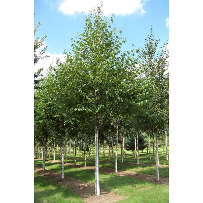 Betula utilis 'Jermyns' – Himalájai nyír