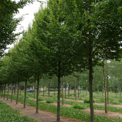Carpinus betulus 'Beeckman' - Közönséges gyertyán