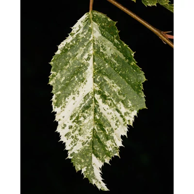 Carpinus betulus 'Foliis Argenteovariegatis Pendula' – Gyertyán