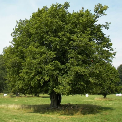 Carpinus betulus - Közönséges gyertyán