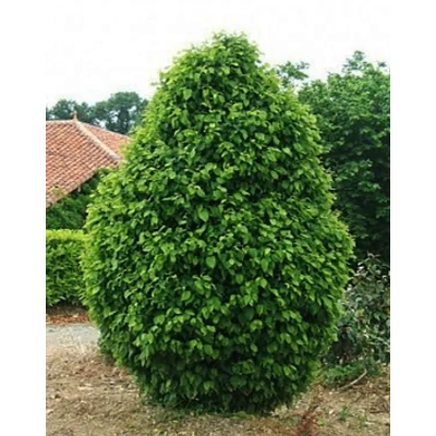 Carpinus betulus 'Monumentalis' – Oszlopos gyertyán