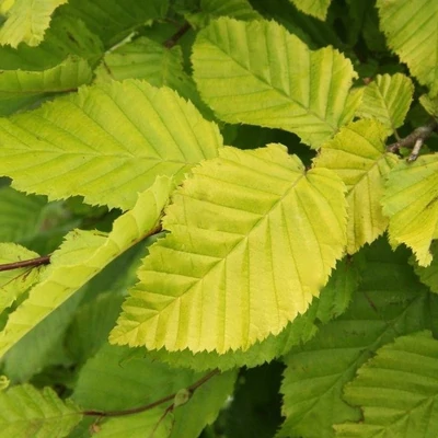 Carpinus betulus 'Williamson's Gold' – Gyertyán