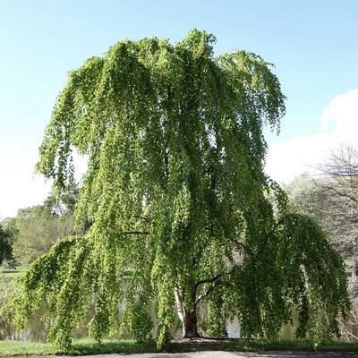 Cercidiphyllum japonicum 'Morioka Weeping' – Japán júdásfa