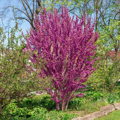 Cercis chinensis – Júdásfa
