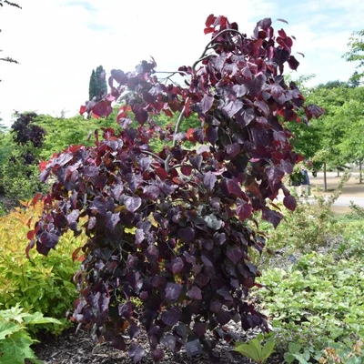 Cercis canadensis 'Ace of Spades' – Júdásfa