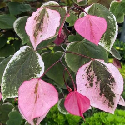 Cercis canadensis 'Carolina Sweetheart' – Júdásfa