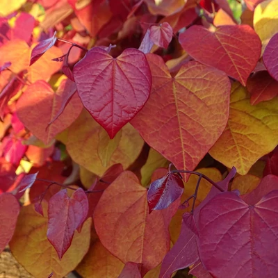Cercis canadensis 'Eternal Flame' – Júdásfa