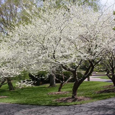 Cercis canadensis 'Royal White' – Júdásfa