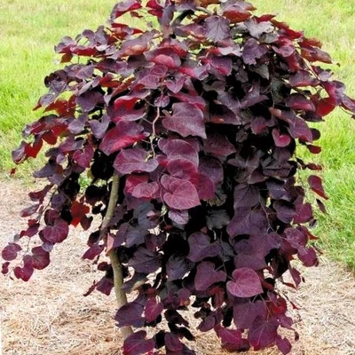 Cercis canadensis 'Ruby Falls' – Júdásfa