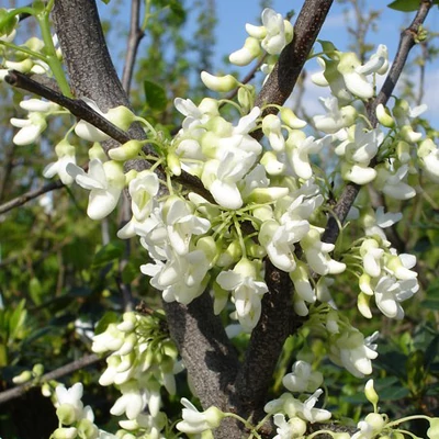 Cercis canadensis 'Texas White' – Júdásfa