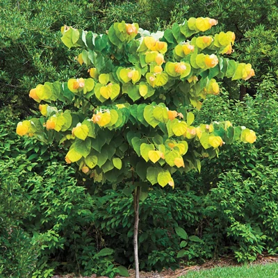 Cercis canadensis 'The Rising Sun' – Júdásfa
