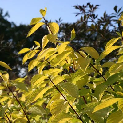 Cornus alba 'Aurea' – Sárga lombú som