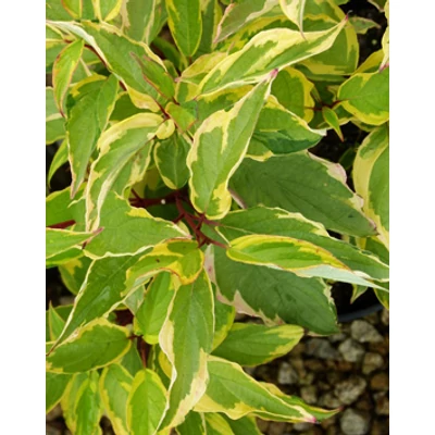 Cornus alba 'Gouchaultii' – Sárgatarka som