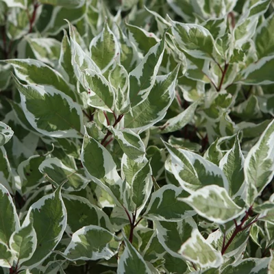 Cornus alba 'Ivory Halo' – Fehér som