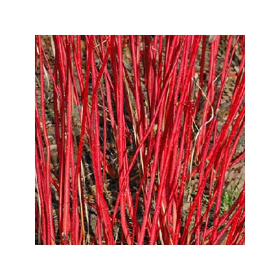 Cornus alba 'Westonbirt' – Piros vesszős som