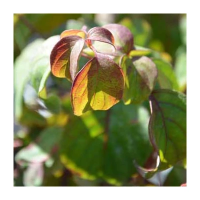 Cornus alternifolia 'Andre Giraud' – Som