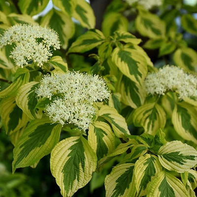 Cornus alternifolia 'Golden Shadow'® – Som